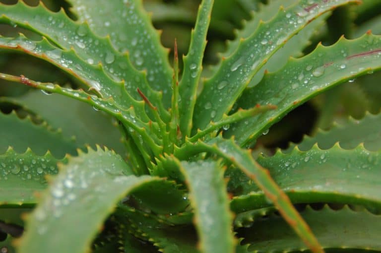 Le gel d'aloe vera: origines et propriétés