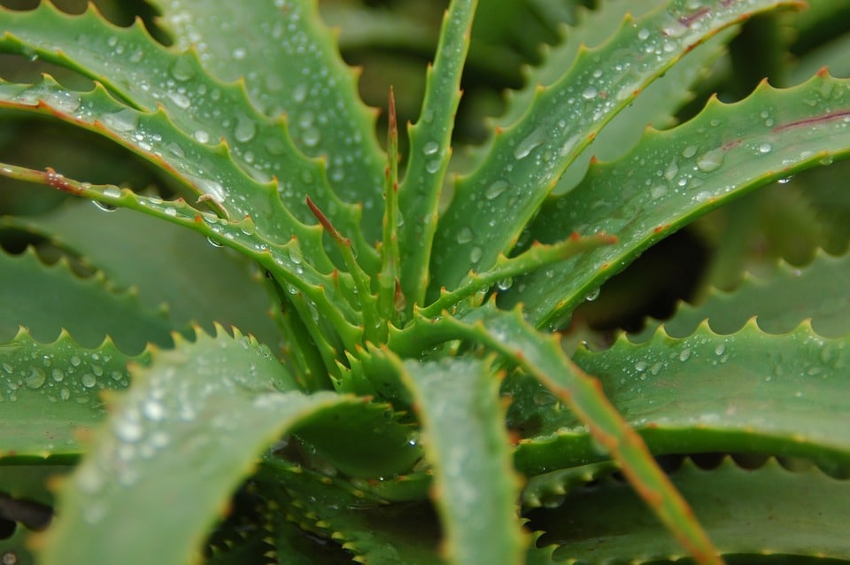 Le gel d’aloe vera: origines et propriétés