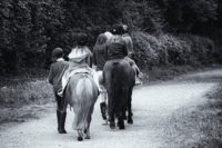 Le château de Roseraie: l’hippothérapie et l’autisme