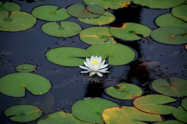 Comment choisir sa pompe à air pour bassin