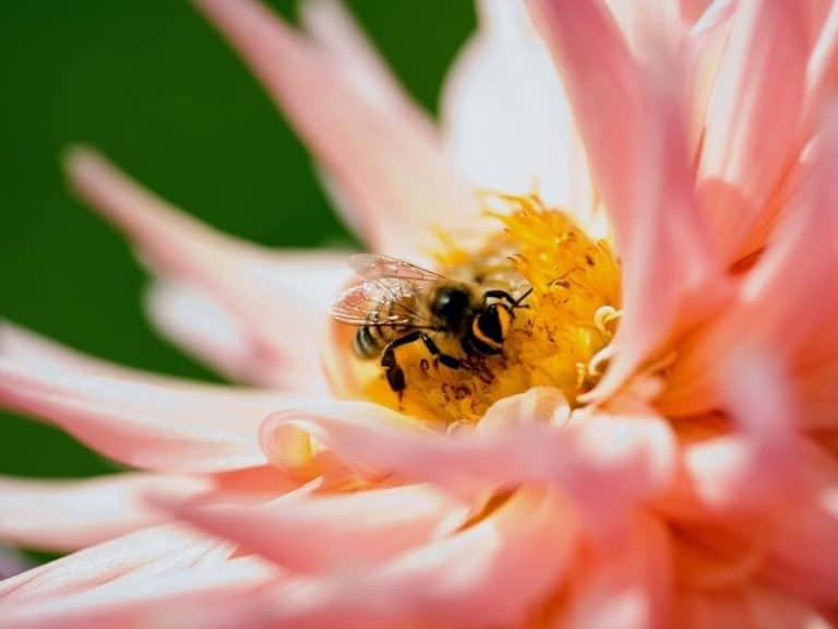 L’importance de la présence de plantes mellifères dans votre jardin