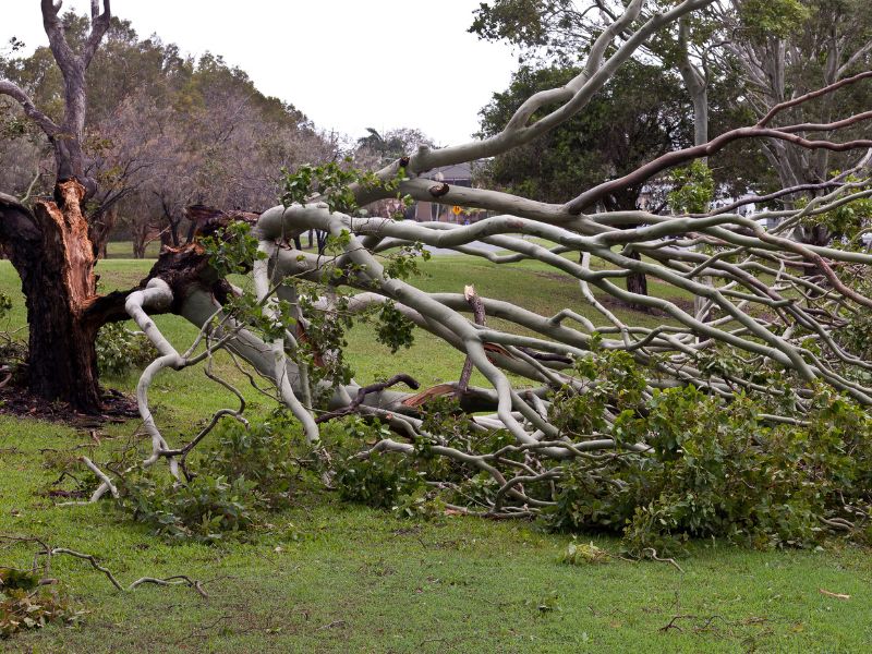 Faire appel à un spécialiste pour l’abattage d’un arbre mort